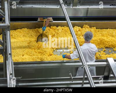 Cagliata gialla con la stesa di formaggio St Albert Coop: Due operai usano grandi pale d'acciaio inossidabile per raschiare cagliata di formaggio a lato di un trogolo per facilitare il loro drenaggio. Foto Stock