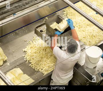 Sminuzzando la cagliata presso la Coop di San Alberto: Un operaio alza grandi blocchi di formaggio fresco in un taglierino per tagliarli in ricci di cagliata presso la fabbrica di formaggio Coop. Foto Stock