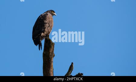 uccello nero aquila seduto su un ramo di albero isolato con cielo chiaro Foto Stock