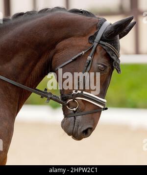 Ritratto di stupendo dressage gelding cavallo in bridle. Primo piano della testa di un cavallo calmo. Concorso equestre show. Verdi alberi all'aperto Foto Stock