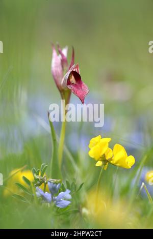 Grande lingua Orchid, Serapias lingua, Aude, Francia Foto Stock