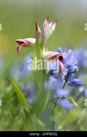 Grande lingua Orchid, Serapias lingua, Aude, Francia Foto Stock