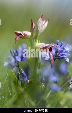 Grande lingua Orchid, Serapias lingua, Aude, Francia Foto Stock