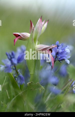 Grande lingua Orchid, Serapias lingua, Aude, Francia Foto Stock