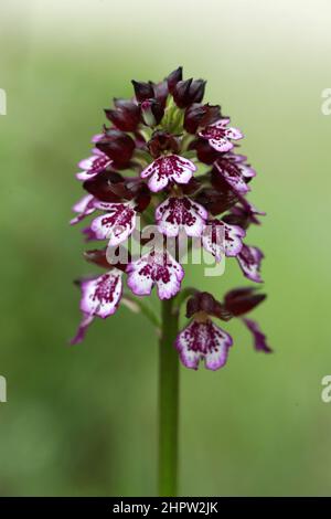 Lady Orchid, Orchis purea, (P. Orchis pourpre), Aude, Francia Foto Stock