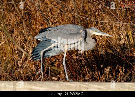 Primo piano di un Great Blue Heron che allunga un'ala posteriore, mentre si bilancia su una sporgenza in cemento con rosso Winter shrubbery dietro di esso. Foto Stock