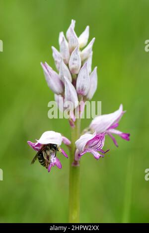Orchid militare, Orchis militaris, (P. Orchis guerrier), con impollinatore solitario di api, Aude, Francia Foto Stock