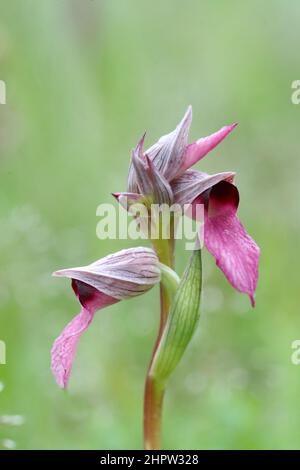 Grande lingua Orchid, Serapias lingua, Aude, Francia Foto Stock