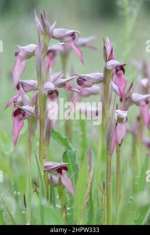 Grande lingua Orchid, Serapias lingua, Aude, Francia Foto Stock