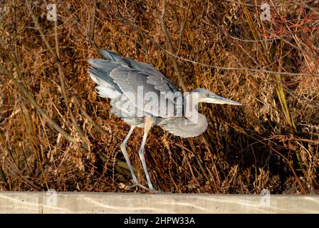 Un Great Blue Heron solleva la sua parte posteriore lasciando le sue piume piuttosto soffici depositarsi dopo un lungo tratto. Vista da vicino con rosso Winter shrubbery. Foto Stock