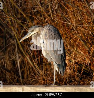 Ritratto da primo piano di un Great Blue Heron che si posa su una sporgenza con uno sfondo rossastro di alberi naturali invernali e arbusti. Foto Stock