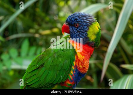 Australian Rainbow Lorikeet, lato sul profilo immagine di pappagallo colorato Foto Stock