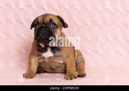Carino cucciolo piccolo di bulldog francese seduto su coperta rosa Foto Stock