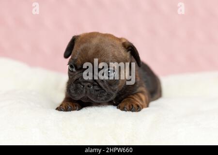 Carino cucciolo di bulldog francese sdraiato su coperta Foto Stock