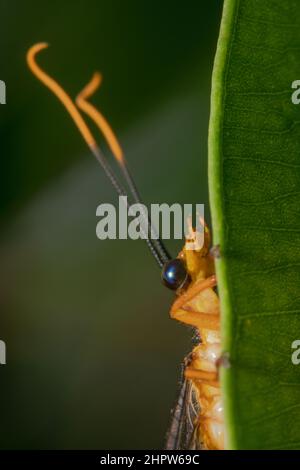 Gru arancione appesa su una foglia con grandi antenne color arancione e nero Foto Stock