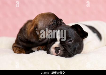 Due carini cuccioli sonnolenti di bulldog francese adagiati sulla coperta Foto Stock