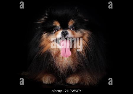 Folle cane divertente di razza spitz pomeraniana con lingua appesa isolato su sfondo nero Foto Stock