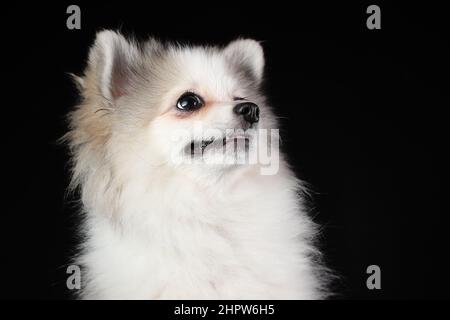 Ritratto di carino cucciolo bianco di spitz pomeraniano sorridente isolato su sfondo nero Foto Stock