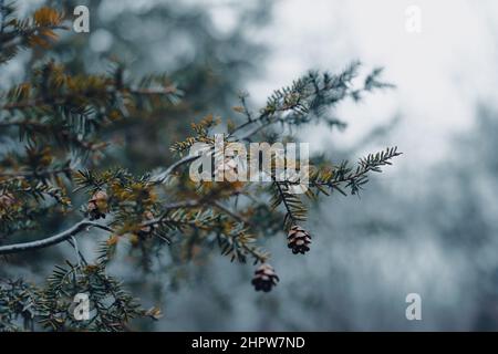 coni di pino su alberi in inverno con toni di neve e moody Foto Stock