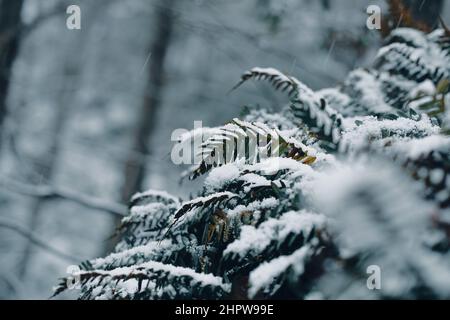 fern nella foresta in inverno coperto di neve Foto Stock
