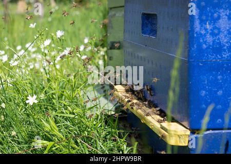 Molti Miele Bees volare intorno e in alveare, di ritorno alla entance dopo la raccolta del miele. Concetto di apicoltura. Foto Stock