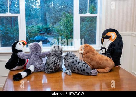 Animali ripieni che staring da una finestra in un cortile boscoso, domandandosi che cosa sarebbe come uscire Foto Stock