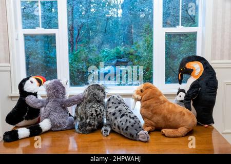 Animali ripieni che staring da una finestra in un cortile boscoso, domandandosi che cosa sarebbe come uscire Foto Stock