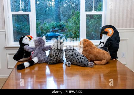 Animali ripieni che staring da una finestra in un cortile boscoso, domandandosi che cosa sarebbe come uscire Foto Stock