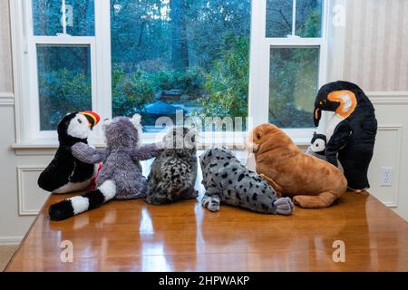 Animali ripieni che staring da una finestra in un cortile boscoso, domandandosi che cosa sarebbe come uscire Foto Stock