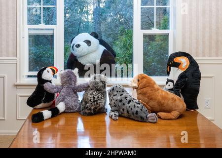 Animali imbalsamati che guardano un gigantesco orso panda dalla finestra che li guarda dentro! Foto Stock