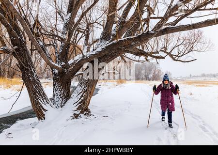 Donna anziana sci di fondo nella tempesta di neve fresca; Vandaveer Ranch; Salida; Colorado; USA Foto Stock