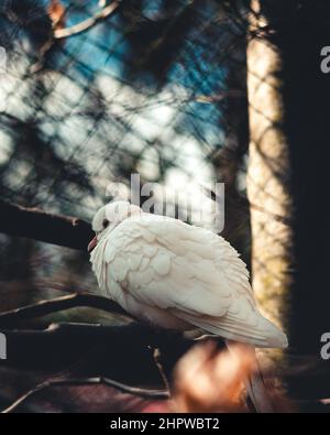 Colpo verticale di un cockatoo cremato al salmone seduto sul ramo di un albero Foto Stock