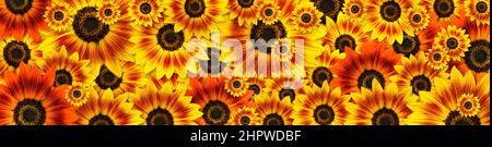 Girasoli (Duarf Music Box girasole) banner panoramico immagine design pieno di fiori sfondo. Utile per temi primaverili o per la giornata delle madri Foto Stock