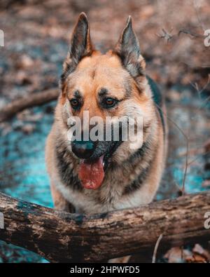 Foto verticale di un cane pastore tedesco che cammina attraverso una zona boschiva Foto Stock