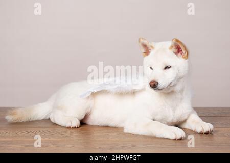 bianco natale di capodanno shiba inu shikoku hokkaido cane Foto Stock