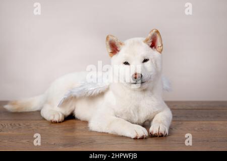 bianco natale di capodanno shiba inu shikoku hokkaido cane Foto Stock