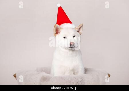 bianco natale di capodanno shiba inu shikoku hokkaido cane Foto Stock