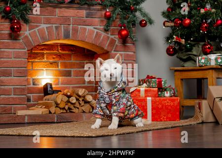bianco natale di capodanno shiba inu shikoku hokkaido cane Foto Stock