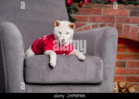 bianco natale di capodanno shiba inu shikoku hokkaido cane Foto Stock