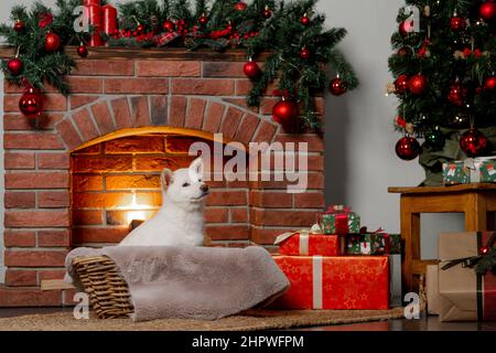 bianco natale di capodanno shiba inu shikoku hokkaido cane Foto Stock