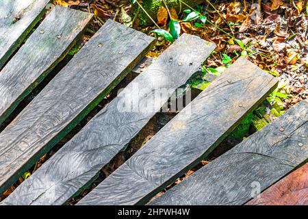 Struttura e modello di sentieri di legno a piedi e ponte presso la foresta tropicale naturale della giungla piante palme nel Parco Nazionale di Sian Ka'an a Muyil C. Foto Stock