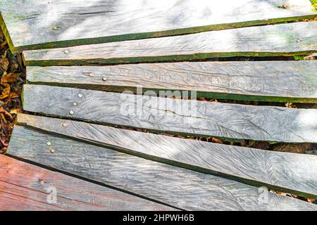 Struttura e modello di sentieri di legno a piedi e ponte presso la foresta tropicale naturale della giungla piante palme nel Parco Nazionale di Sian Ka'an a Muyil C. Foto Stock