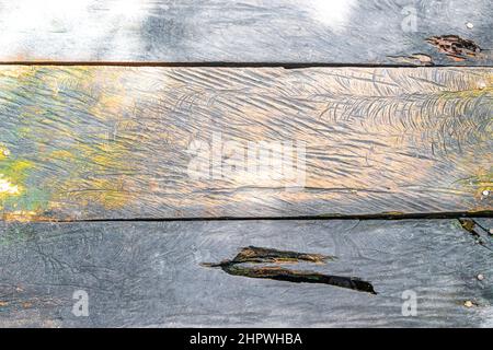 Struttura e modello di sentieri di legno a piedi e ponte presso la foresta tropicale naturale della giungla piante palme nel Parco Nazionale di Sian Ka'an a Muyil C. Foto Stock