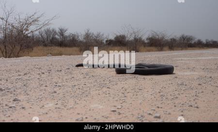 Un mamba nero morto - Dendroaspis polilepis - su una strada di sabbia bianca. Il serpente non ha lesioni visibili e sembra ancora vivo. Il serpente ha grande diam Foto Stock