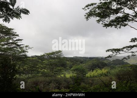 Una vasta distesa di foresta pluviale nella Riserva della Foresta di Lihue-Koloa a Kaaa'a, Kauai, Hawaii, USA Foto Stock