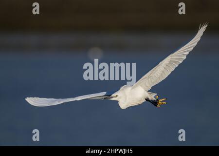 Aigrette garzette en baie de Somme, en vol et dans les marais. Foto Stock