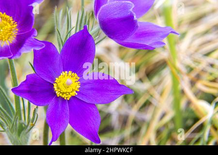 Fiore di primavera viola Passover fiorito nel mezzo del prato, fuoco selettivo Foto Stock