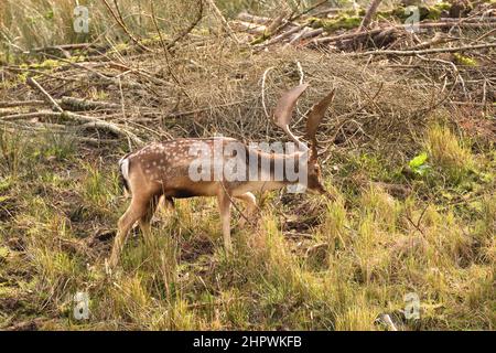 Fallow Deer Stag sul bordo di una foresta dove alcuni alberi di abbattimento è stato fatto in precedenza. Bergisches Land, Germania. Foto Stock