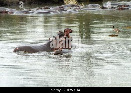 Ippopotamo, ippopotami, comune ippopotamo (Hippopotamus amphibius), la lotta contro gli ippopotami in acqua, Kenia Masai Mara National Park Foto Stock