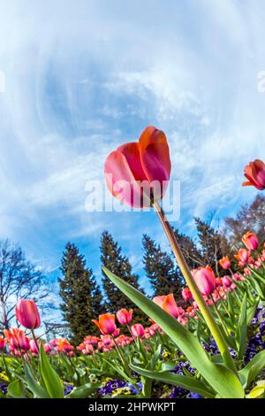 Splendida fioritura rosso e rosa tulipani in giardino Foto Stock